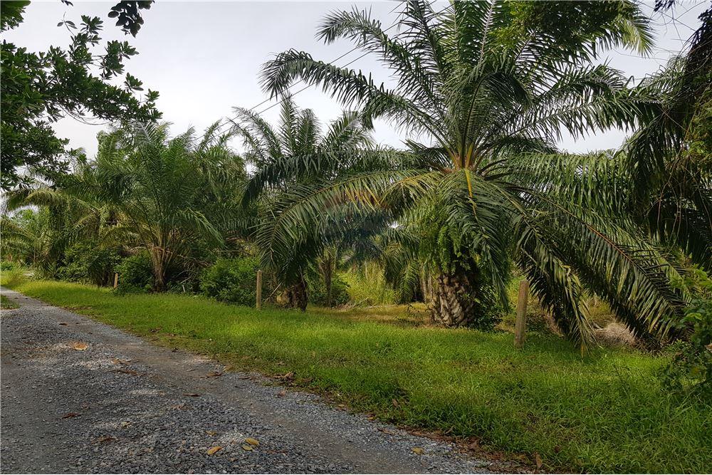 Udon Thani Land for sale and rent 